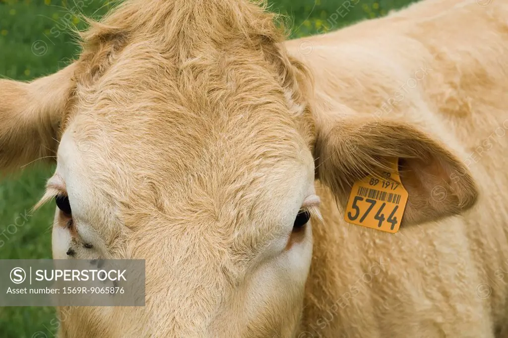Brown cow with ear tag, close_up