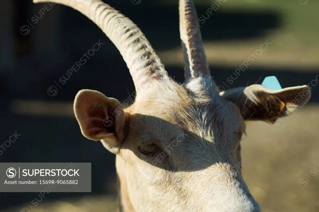Goat with horns, close_up