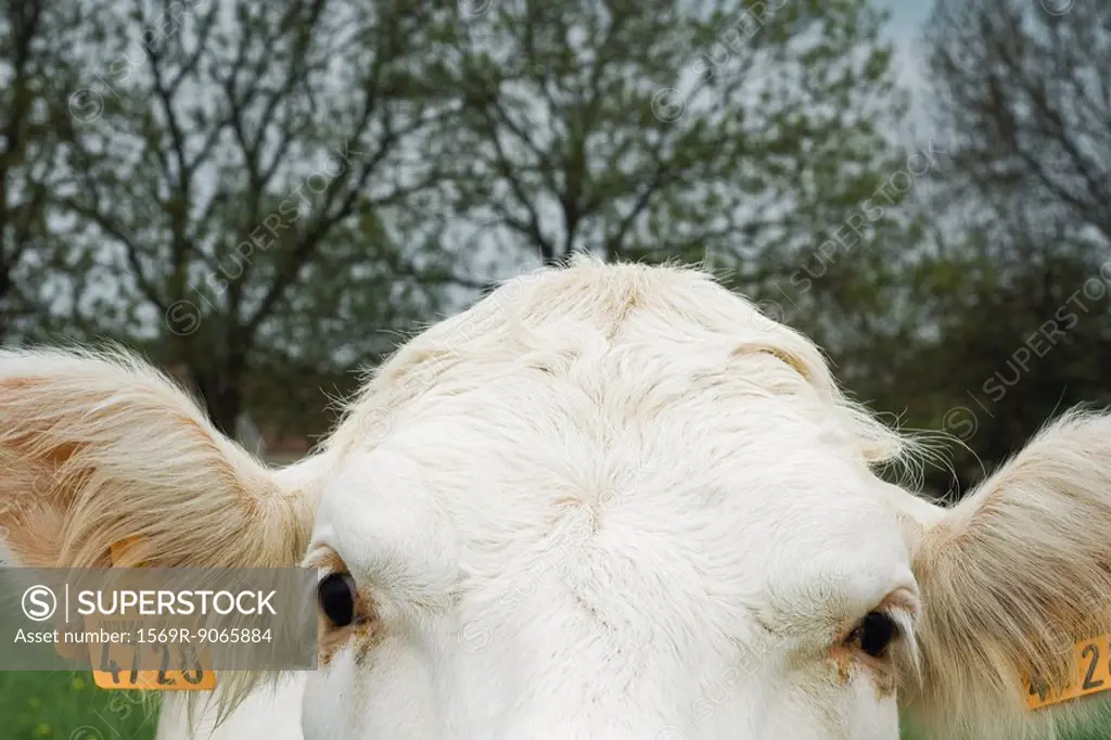 White cow looking at camera, extreme close_up