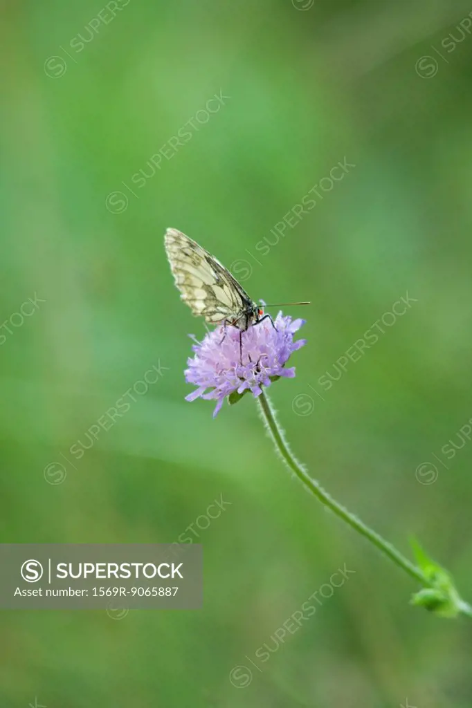 Butterfly on scabiosa flower