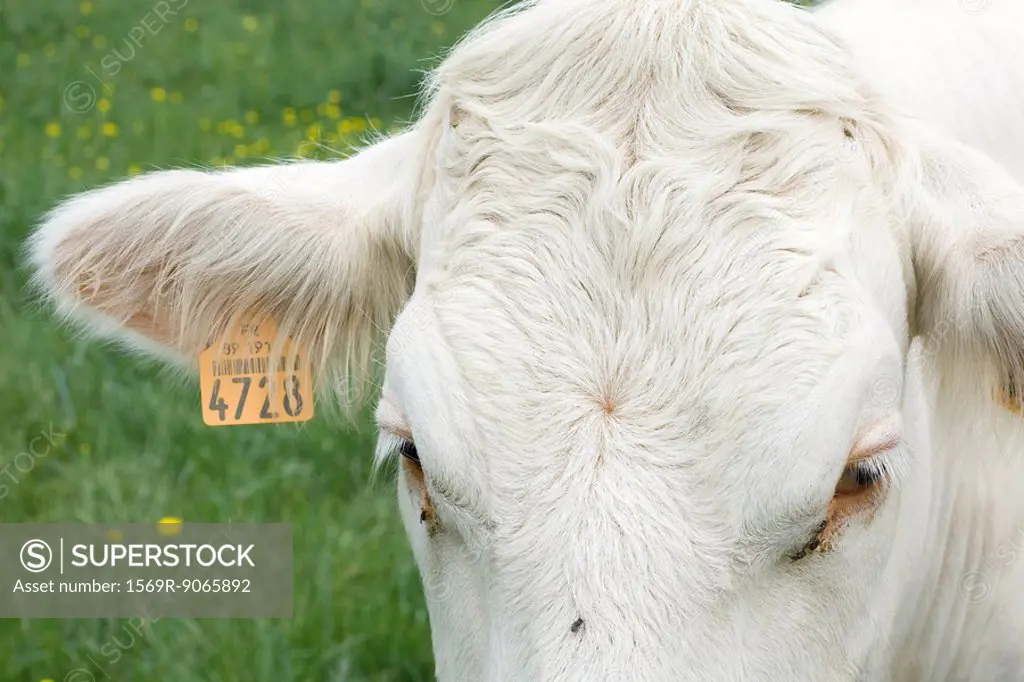 White cow with tagged ear, extreme close_up