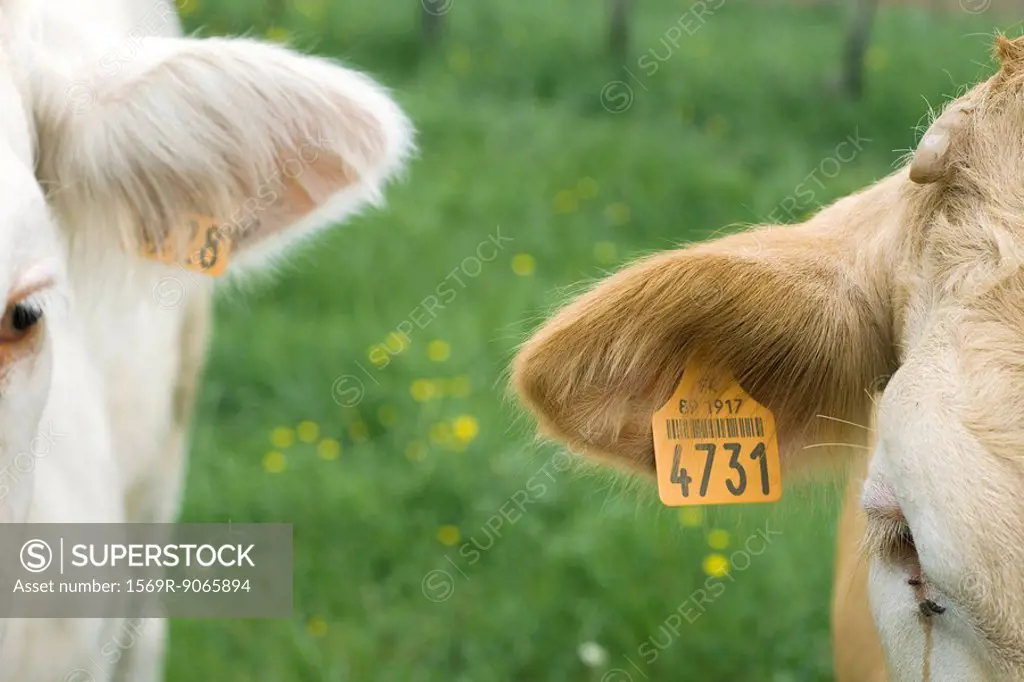 Cows with tagged ears, close_up