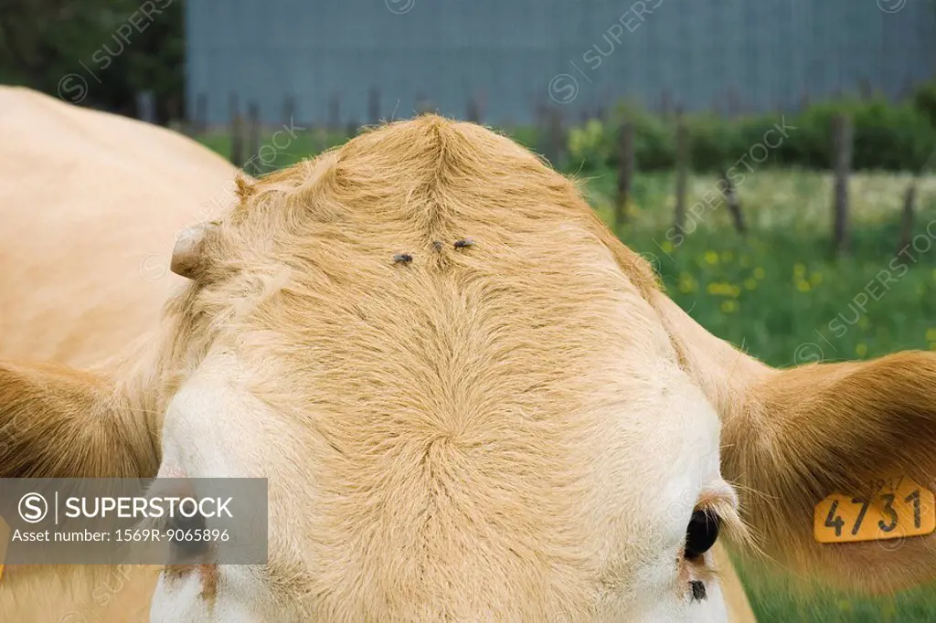 Cow with flies on its head, extreme close_up