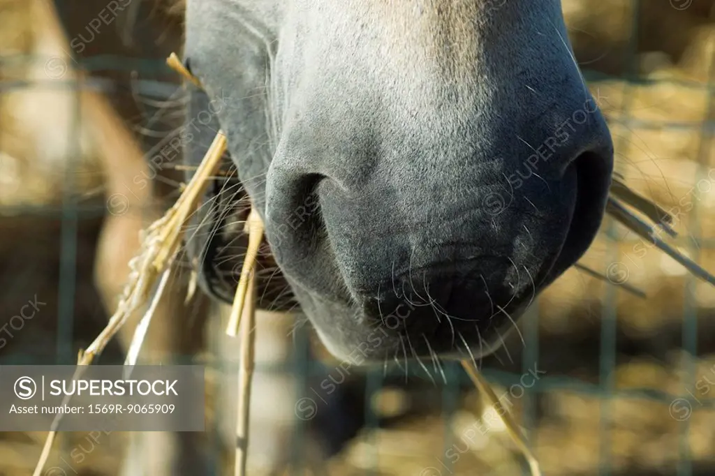 Horse eating straw, extreme close_up