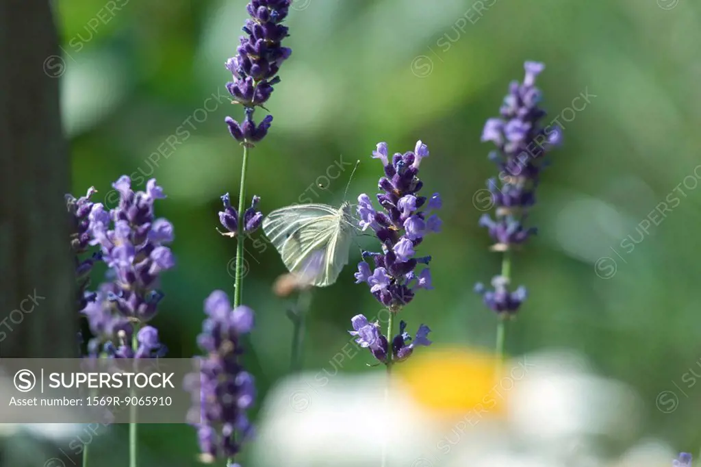 Small butterfly on lavender flowers