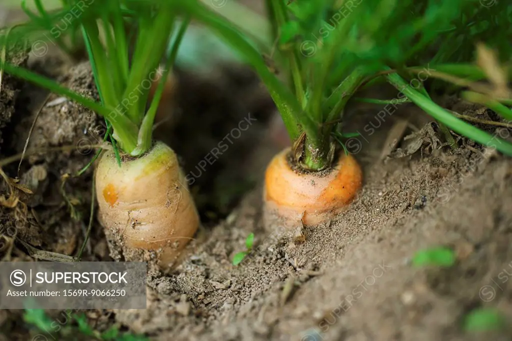 Carrots growing in field, close_up