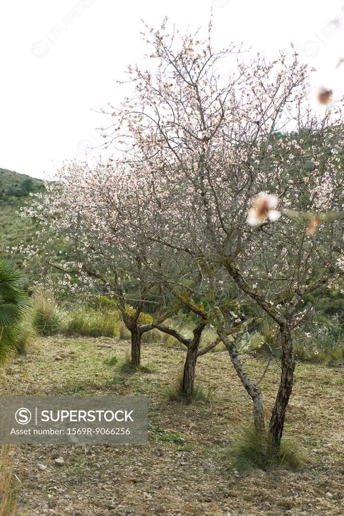 Furit trees orchard in blossom