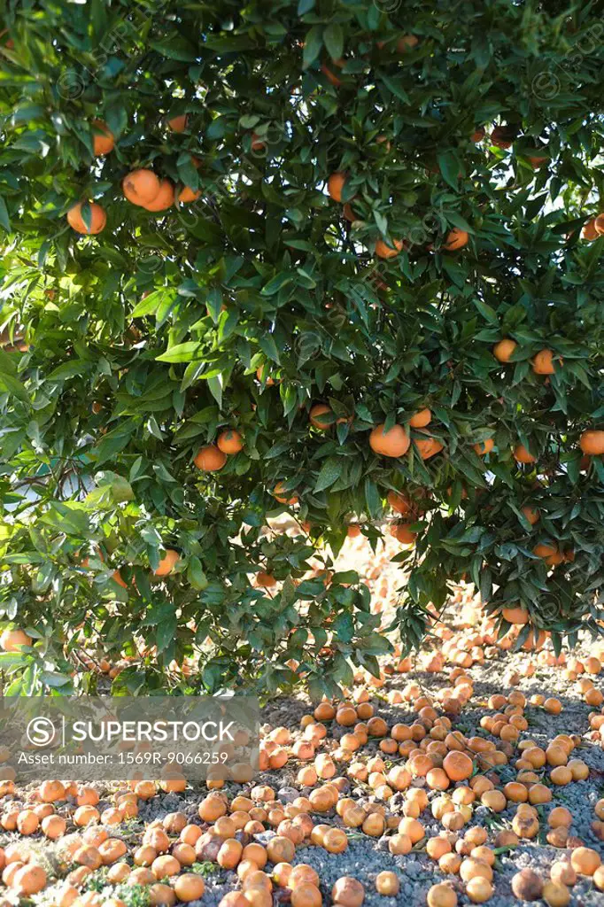 Orange tree heavy with fruit surrounded by fallen rotting fruit on ground