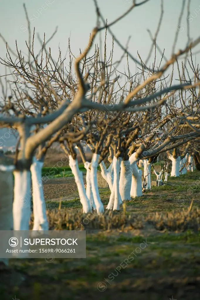 Bare fruit trees in orchard