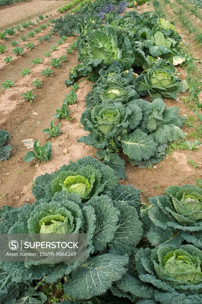 Cabbage growing in vegetable garden