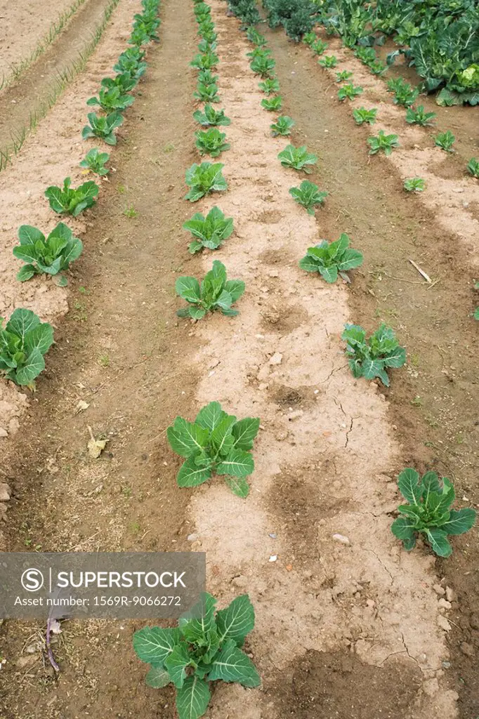 Vegetables growing in rows in field
