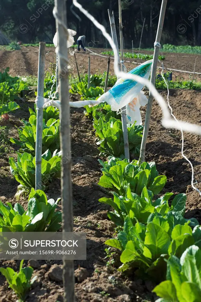 Stake with plastic bag waiving in wind above chicory plants growing in vegetable garden