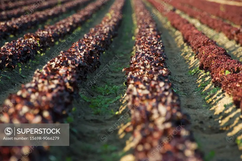 Field of merlot lettuce planted in even rows
