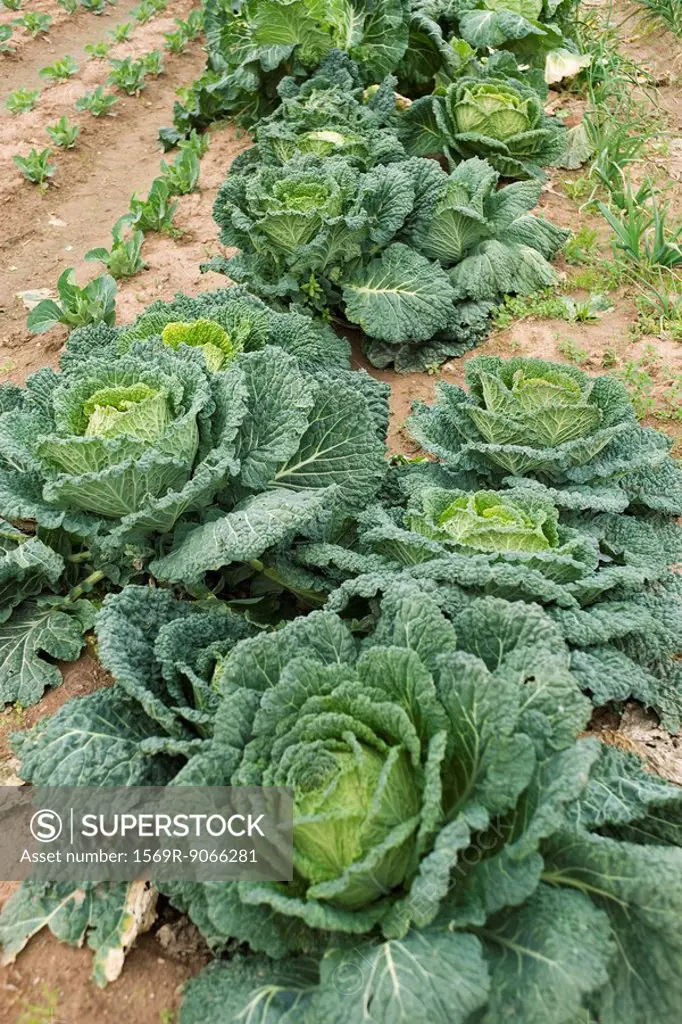Large heads of cabbage growing in vegetable garden