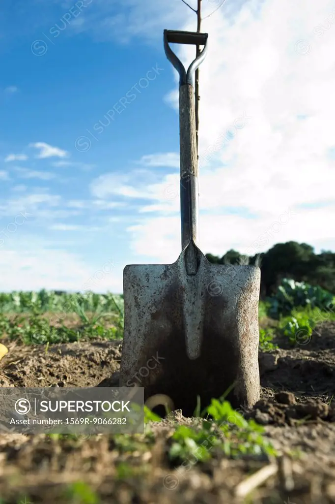 Shovel leaning against sapling in field