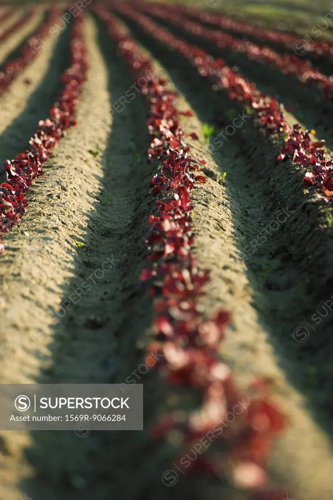 Merlot lettuce growing in long endless rows