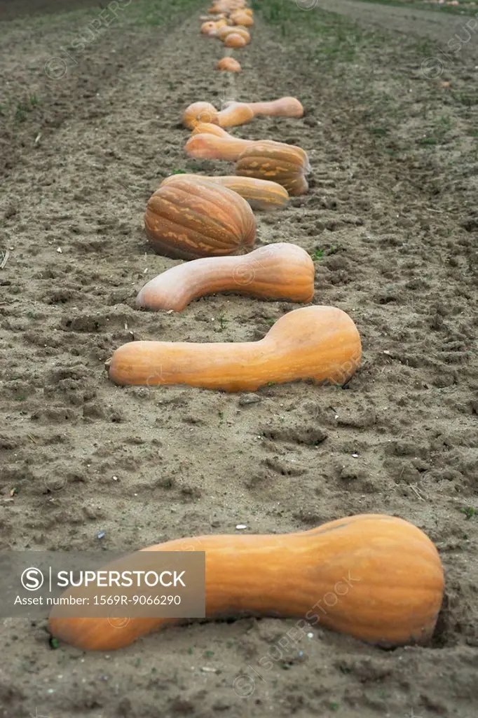 Squash lying on ground in field waiting to be harvested