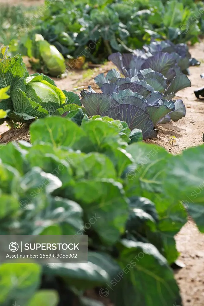 Assorted cabbage, lettuce growing in vegetable garden