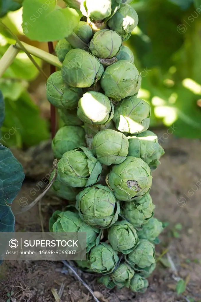 Brussels sprout growing on stalk