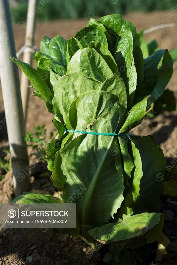 Head of lettuce bound with rubber band ready to be picked