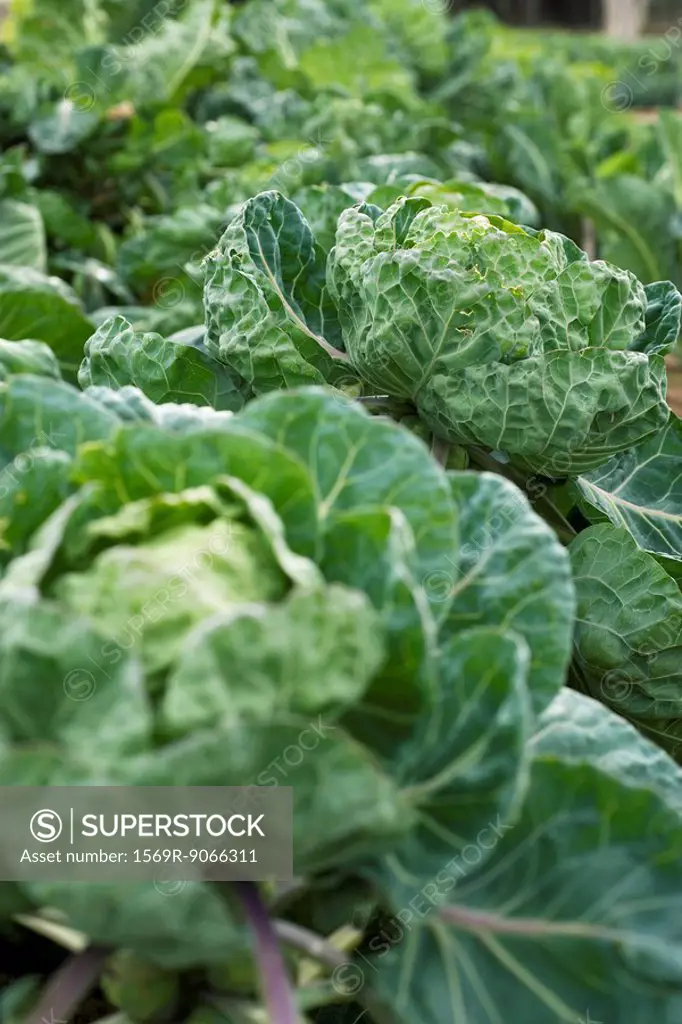 Cabbages growing in vegetable garden