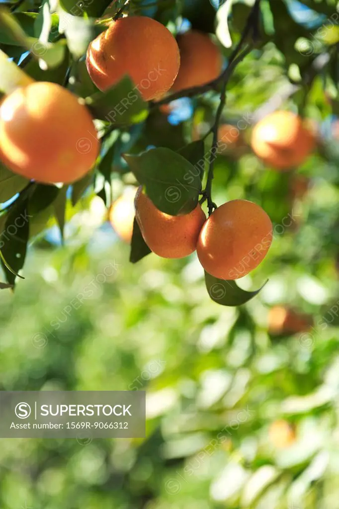 Oranges ripening on branch