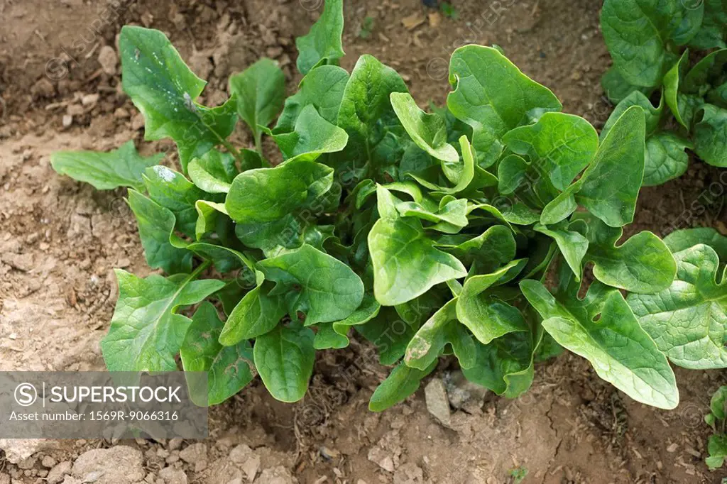 Lettuce growing in vegetable garden