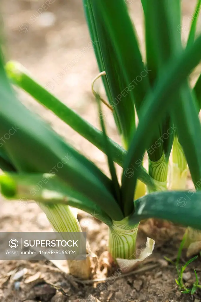 Base of garlic stalk, close_up