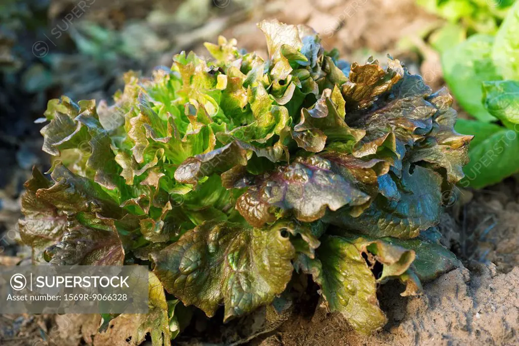 Batavia lettuce growing in vegetable garden