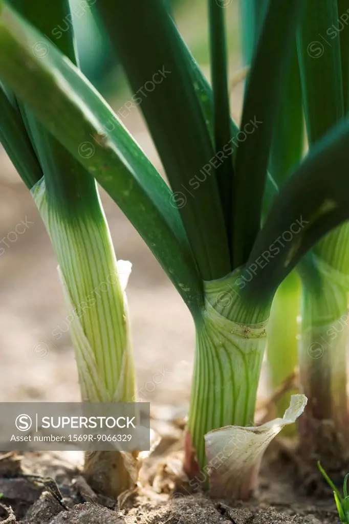 Base of white onion stalks, close_up