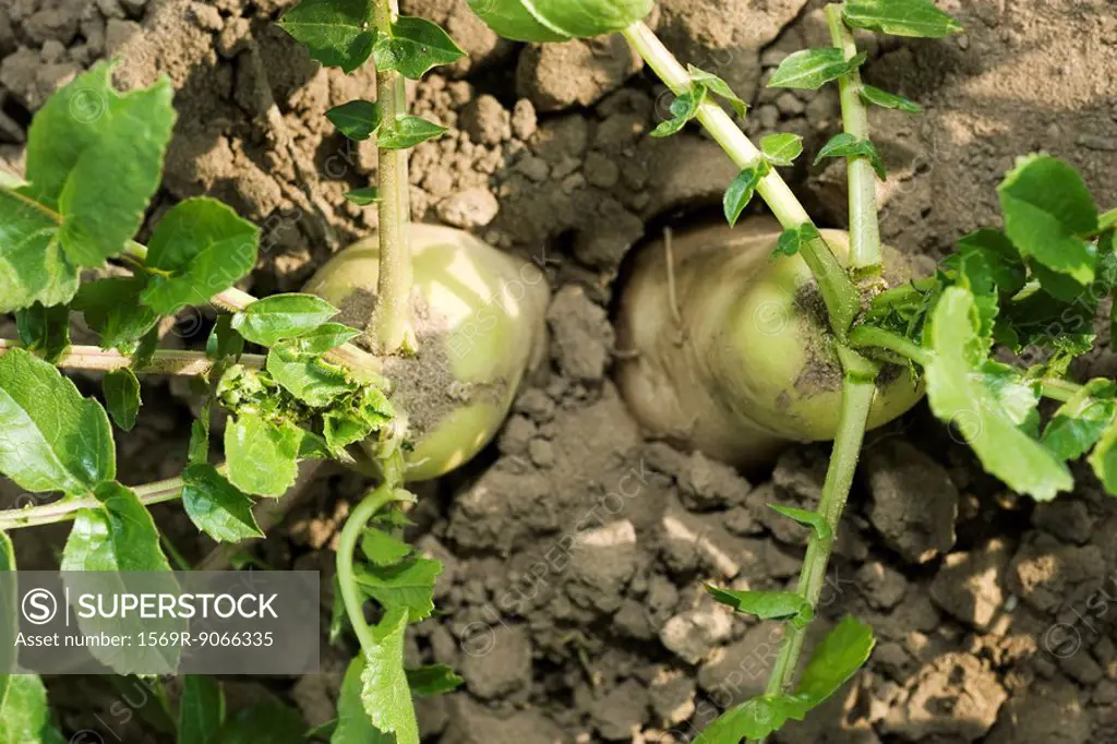 Turnips growing in vegetable garden, viewed from above