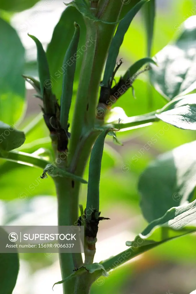 Broad bean pods on plant stalk