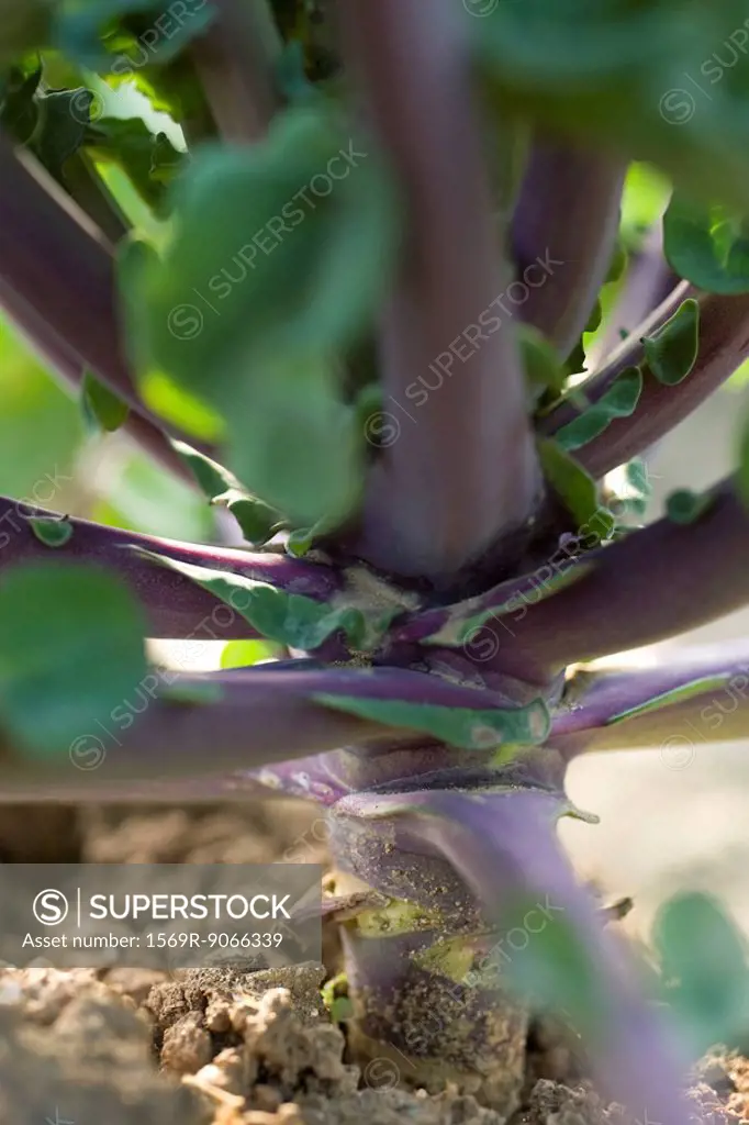 Stalk of plant, close_up