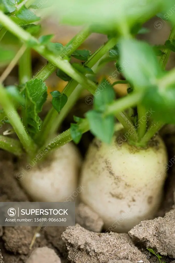 Turnips growing side by side in dry soil