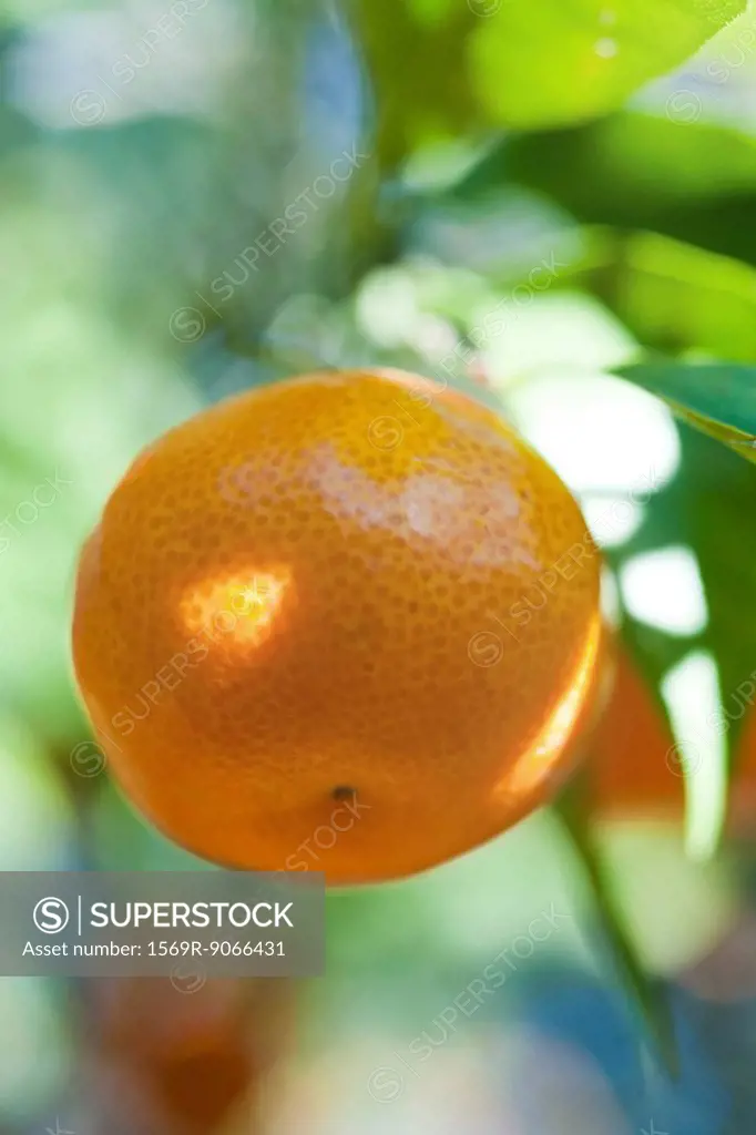 Clementine growing on tree, close_up