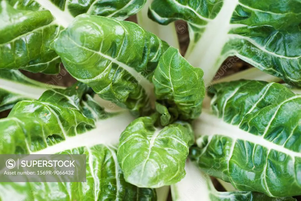 Swiss chard growing in vegetable garden, viewed from above, close_up