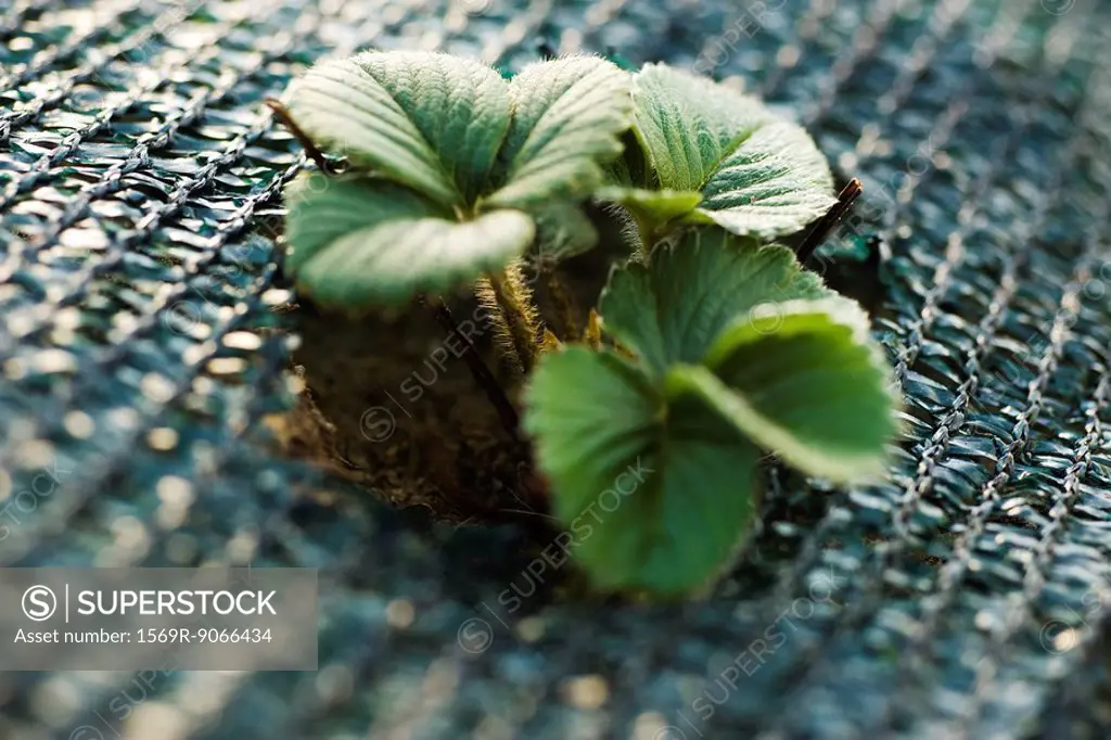 Strawberry plant growing in garden
