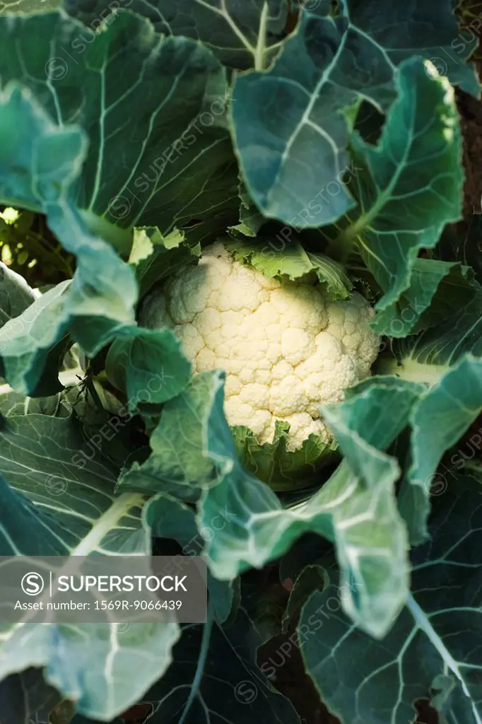 Cauliflower growing in vegetable garden