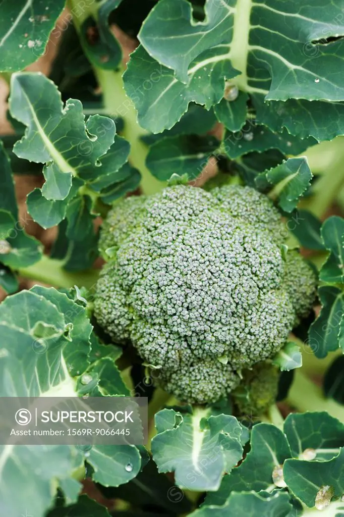 Broccoli growing in vegetable garden