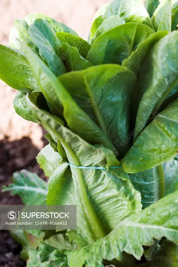 Romaine lettuce growing in vegetable garden
