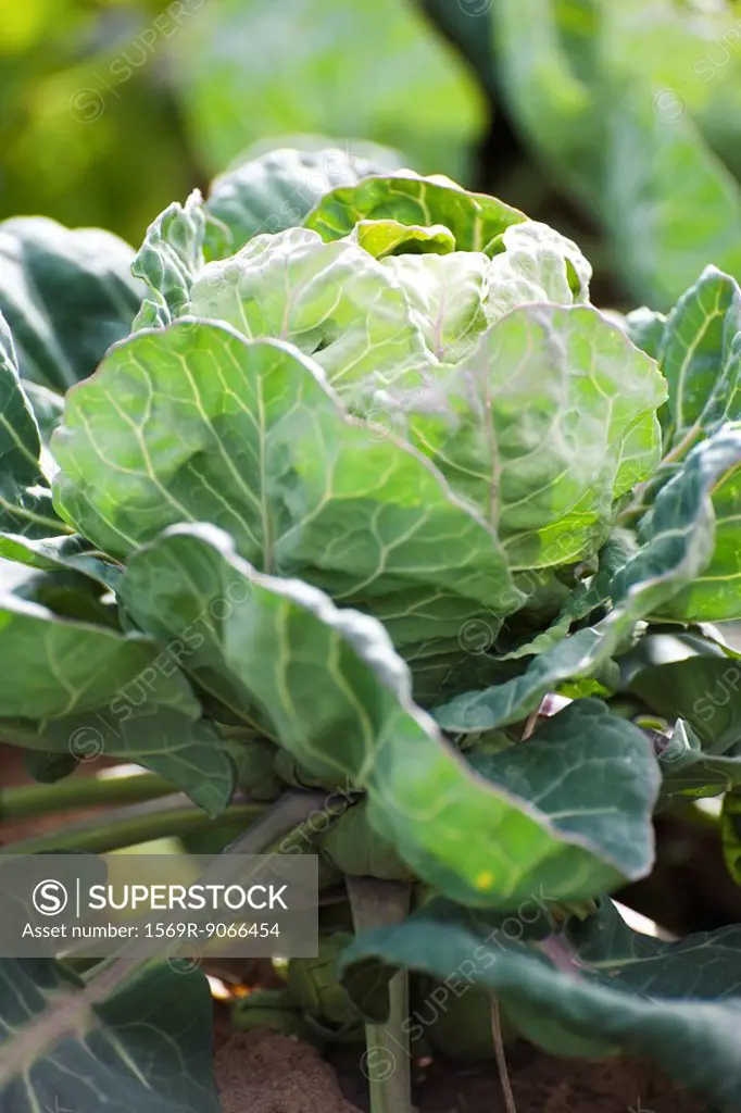 Brussels sprouts plant growing in vegetable garden