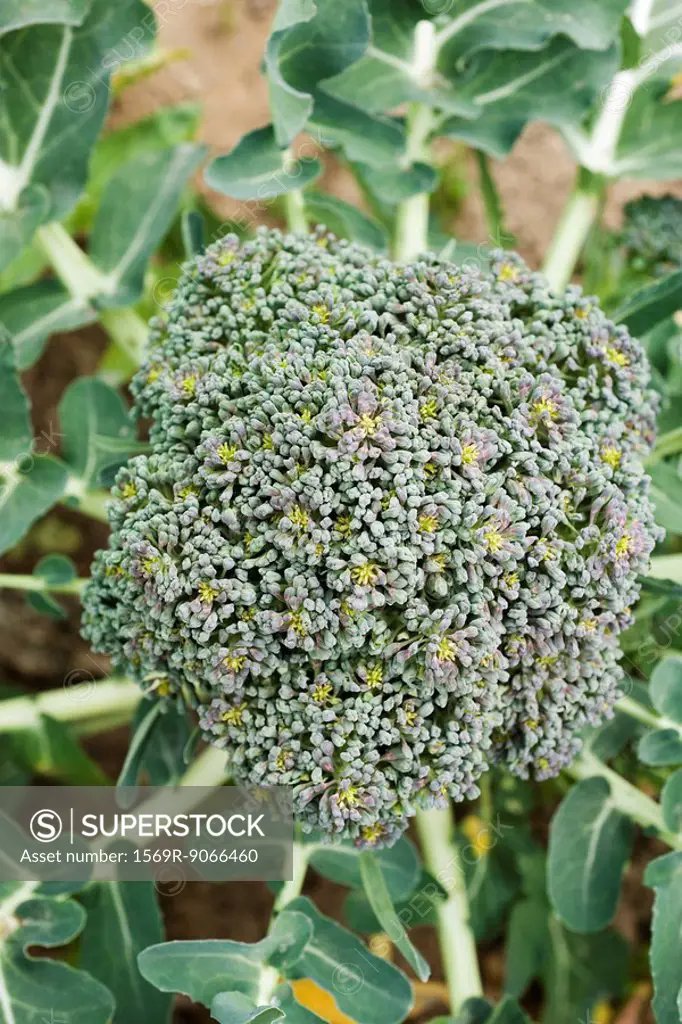 Broccoli growing in vegetable garden