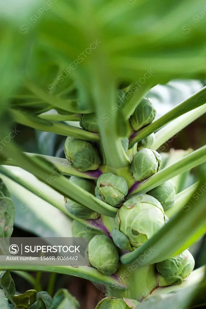 Brussels sprouts growing in vegetable garden