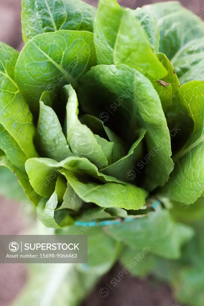 Romaine lettuce growing in vegetable garden