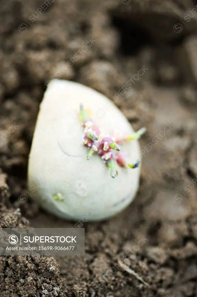 Seed potato being planted, close_up