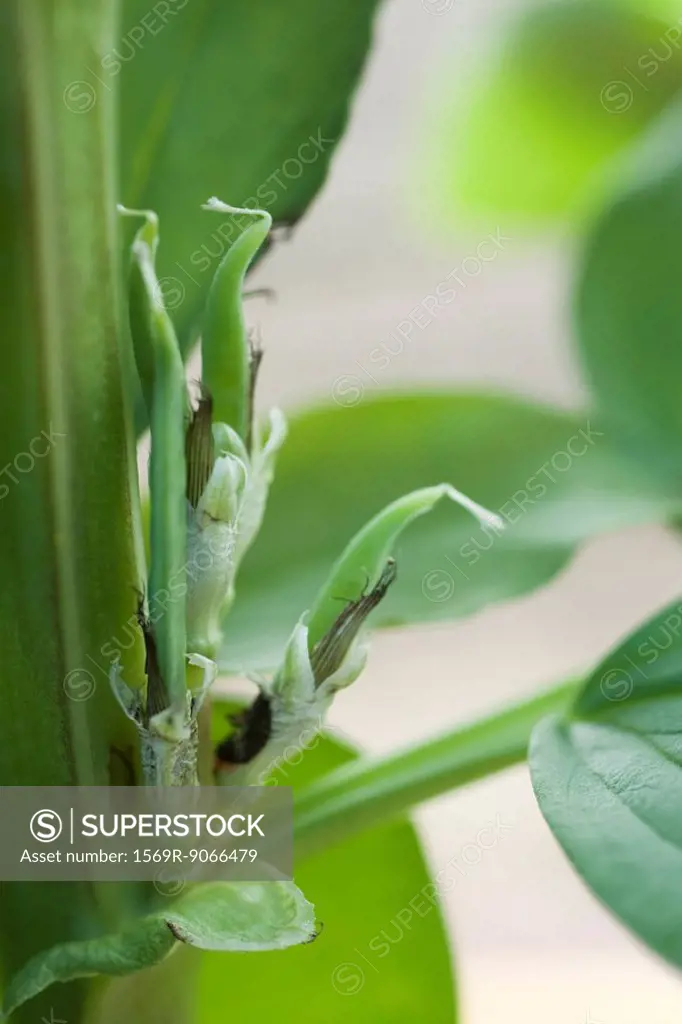 Broad bean plant, close_up