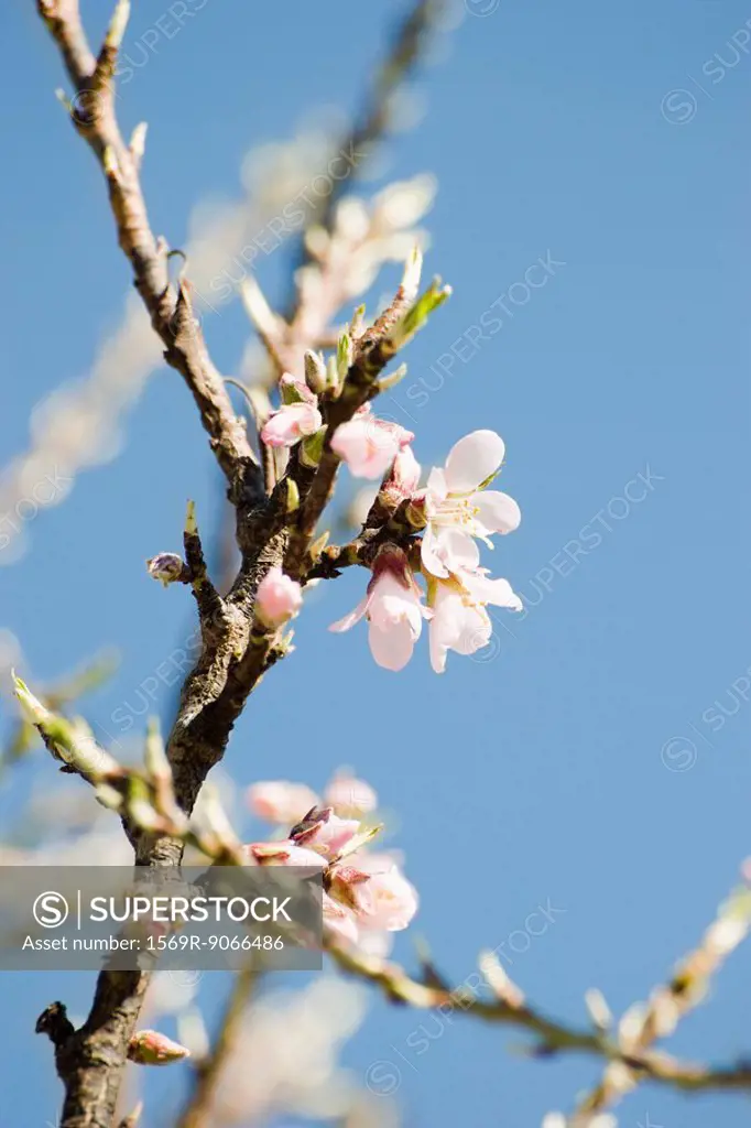Almond tree in flower, close_up of branch