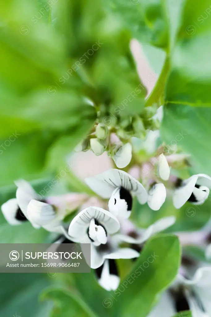Broad bean Vicia faba plants in flower, close_up