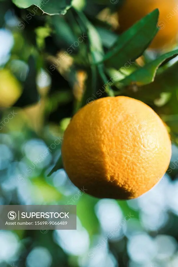 Clementine growing on tree, close_up