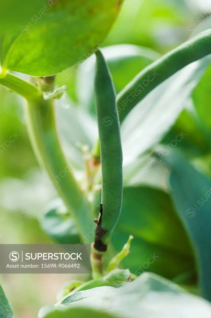 Broad beans growing in vegetable garden, close_up